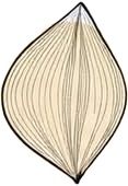 a white and black leaf.jpg